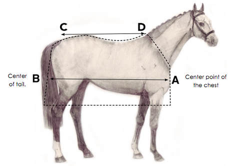 Measuring for a Horse Blanket