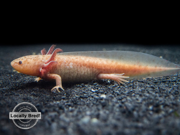 is a mudpuppy the same as an axolotl