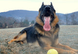 Dog Playing With Ball, Panting