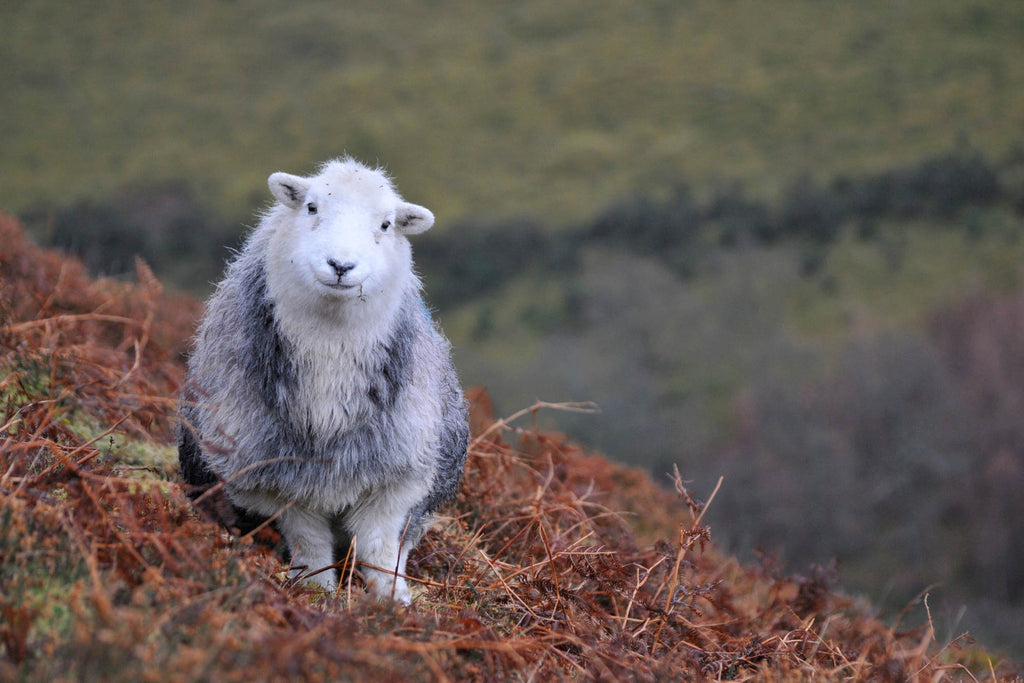 A Herdwick Sheep