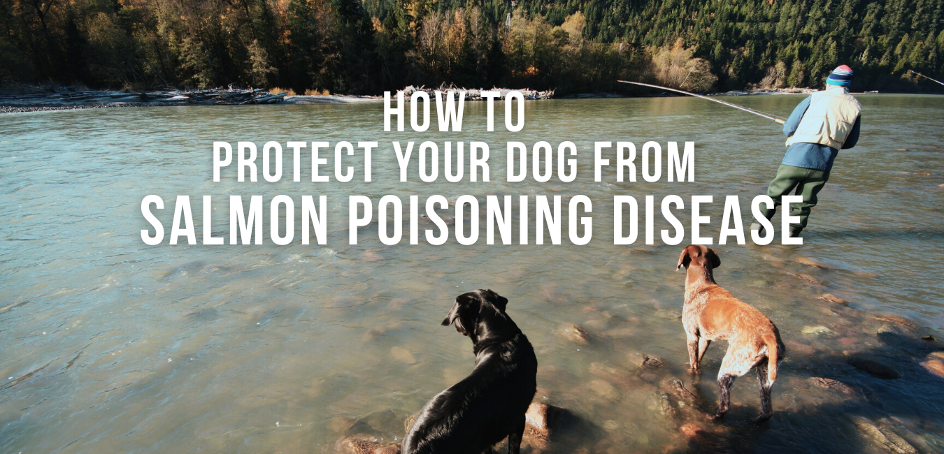 what is salmon poisoning in dogs