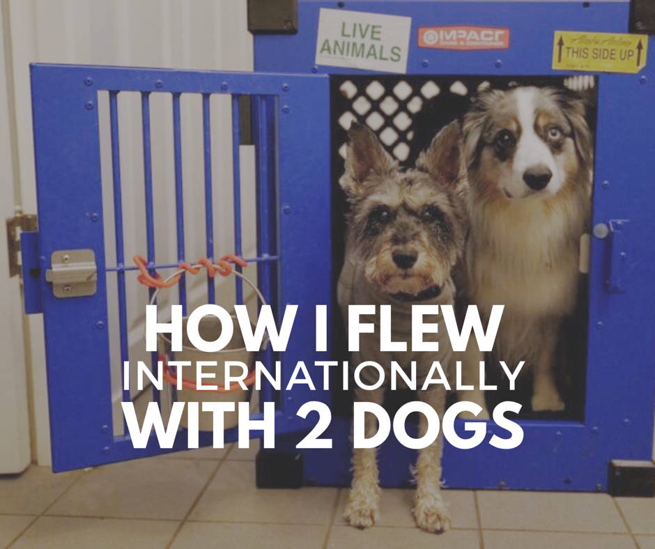 can i take my dog on an international flight