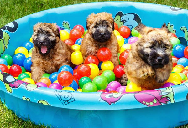 three smiley puppies playing in ball pit