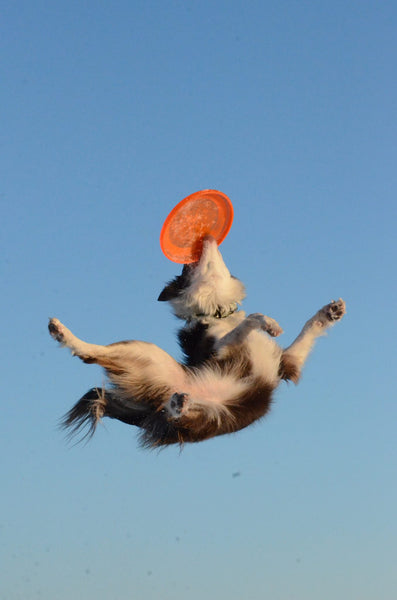 dog jumping for frisbee
