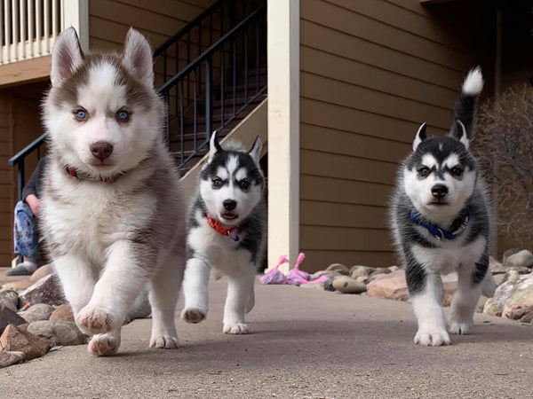 husky puppies running
