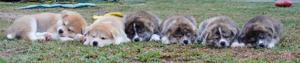 litter of fluffy puppies