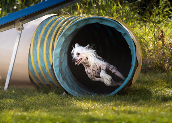 chinese crested dog running through agility tunnel
