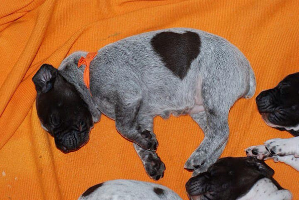 cute sleeping puppy with heart shaped spot on belly