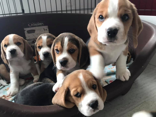 beagle puppies in a bin