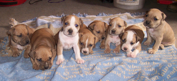 cute litter of small puppies