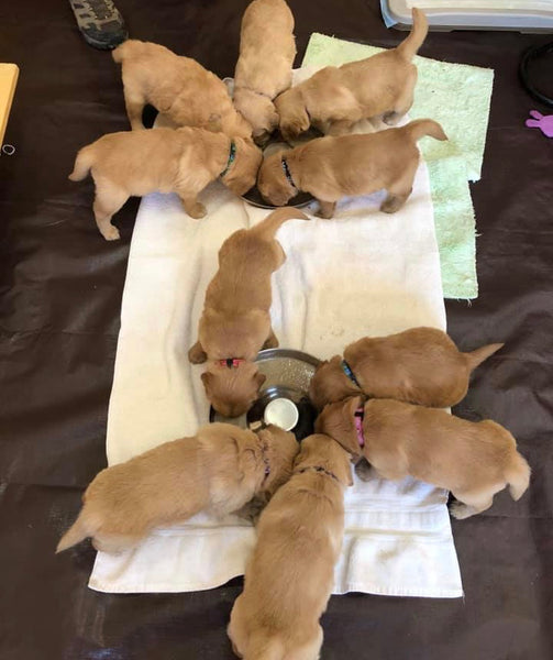 a litter of golden retriever puppies eating food looks like puppy pinwheels
