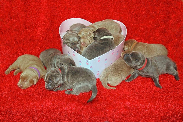 cute litter of small puppies laying in a heart shaped valentines day box
