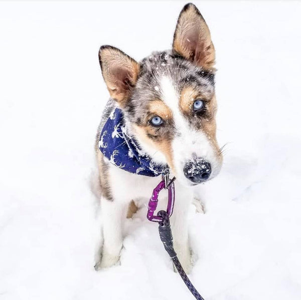 cute merle puppy doing head tilt playing in snow