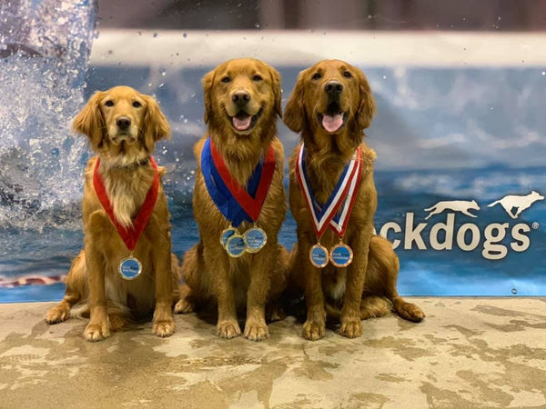 three golden retrievers wearing dock diving medals