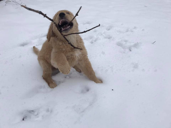 goofy golden retriever puppy playing with twig in snow