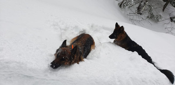 shepherd dogs running through deep snow