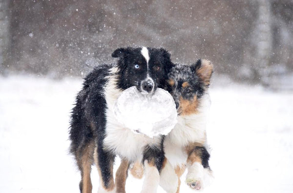 australian shepherd border collie puppy playing in snow chasing frisbee