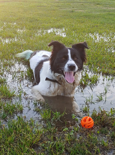smiling border collie dog laying in mud puddle