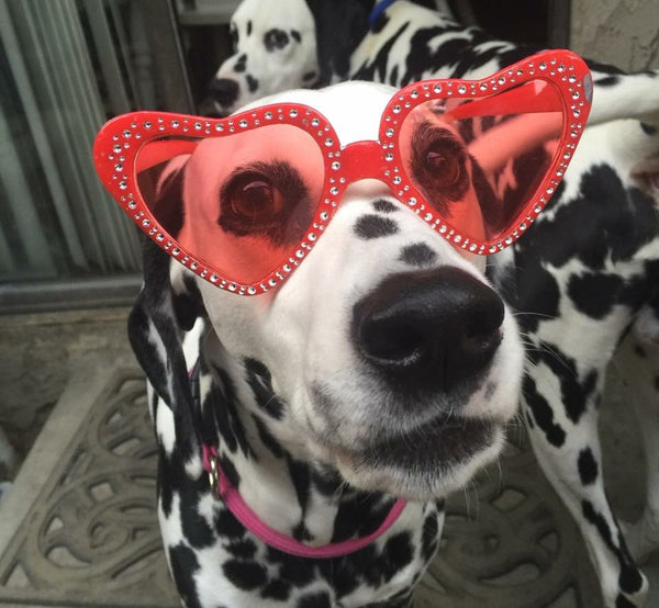 dalmatian dog wearing red heart shaped sunglasses