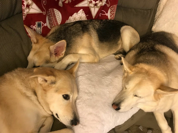three rescue dogs cuddling