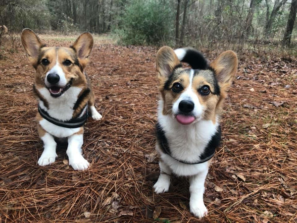 two corgis on a hike with their tongues sticking out