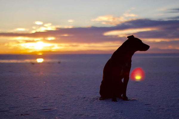 silhouette of a dog on a snowy walk with the sunset in background