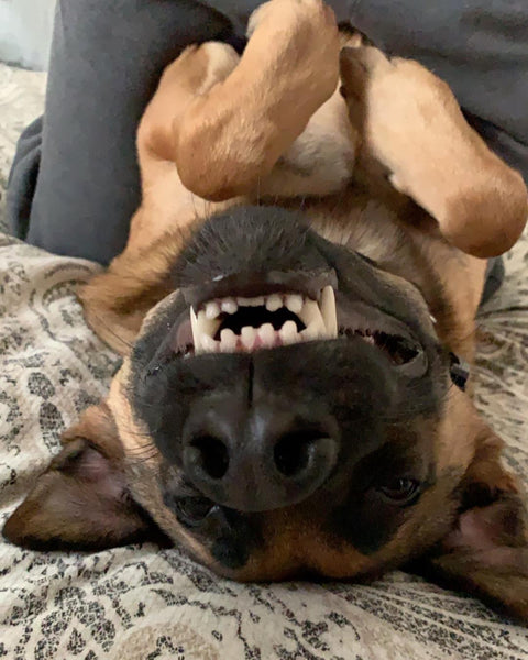 belgian malinois dog laying upside down making funny face showing teeth