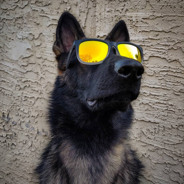 german shepherd wearing stylish sunglasses