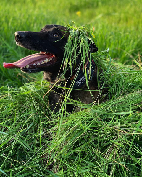 smiling dog hiding in grass with grass on head