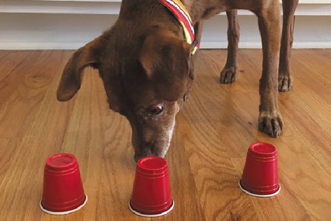 shell cup game for dogs