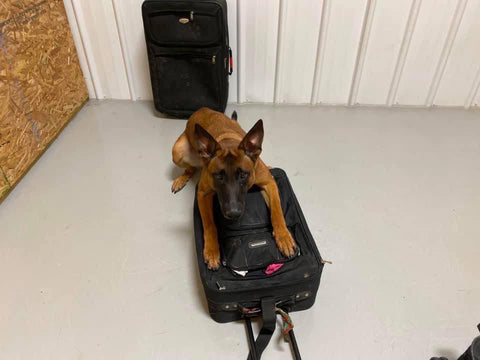 scent detection malinois with suitcase