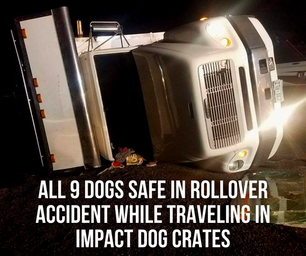 all 9 dogs safe in rollover accident while traveling in impact dog crates