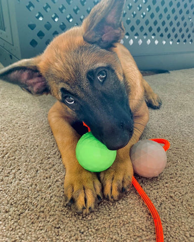  malinois puppy chewing on toy