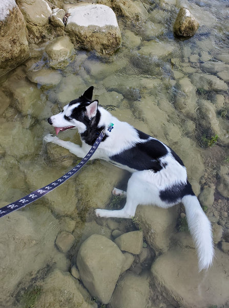 black and white husky laying in water