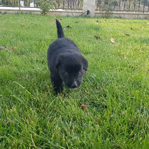 black puppy in grass