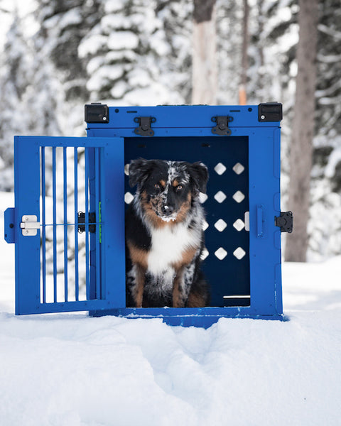 blue collapsible large impact dog crate with australian shepherd puppy