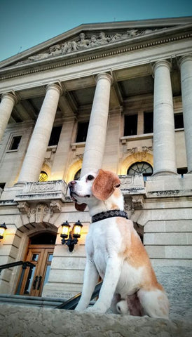 bugsy at court house