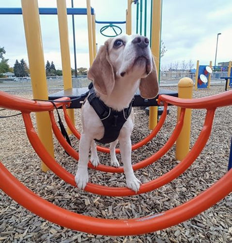 beagle at park