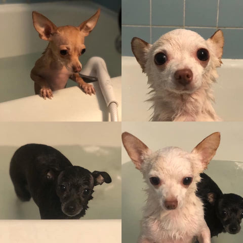 chihuahuas hate baths