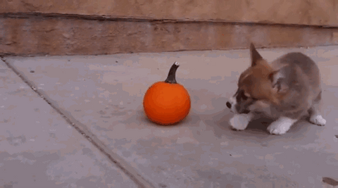 corgi puppy playing with pumpkin