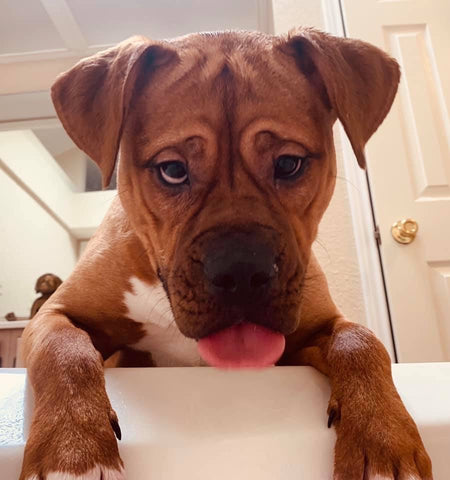 dog wants in bathtub