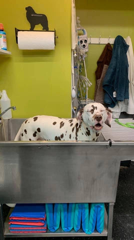dalmatian bath