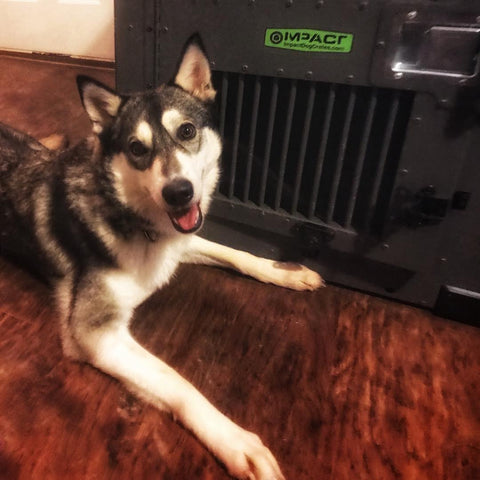 husky with high anxiety crate