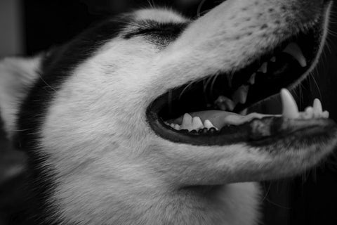 husky healthy teeth