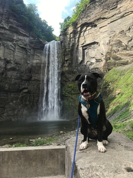 dog at waterfall