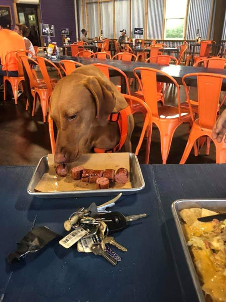 dog eating sausage at purple goat restaurant
