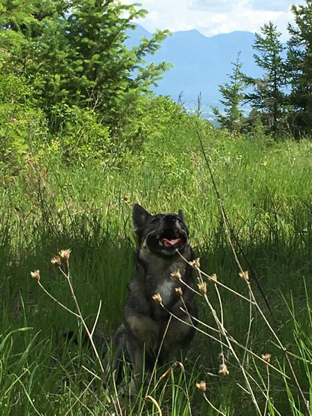 dog hiking in tall grass