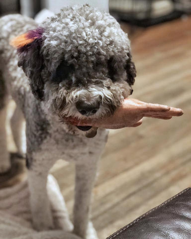 dog holding fake hand