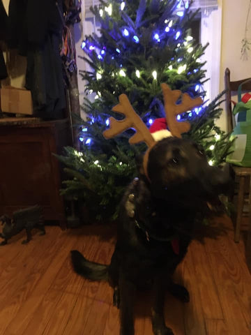 dog in reindeer hat