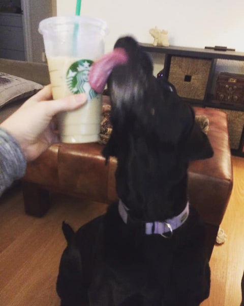 dog licking starbucks coffee